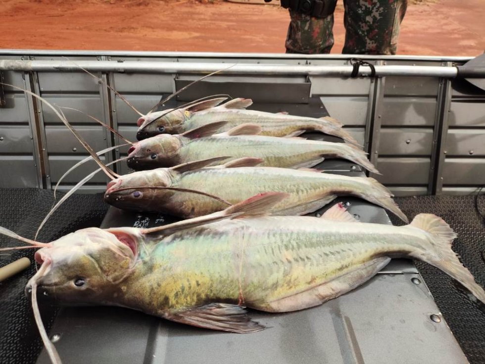 IVINHEMA: Pescador é autuado em quase R$ 2 mil por pesca predatória