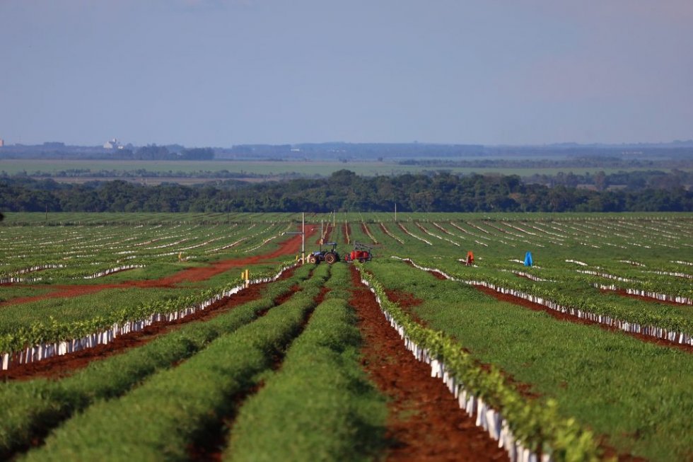 Com citricultura em expansão, setor de laranja está em pleno vapor em MS