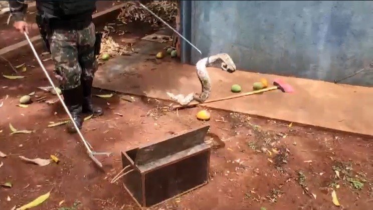 Policiais ambientais capturam e devolvem jibóia ao habitat natural em Dourados