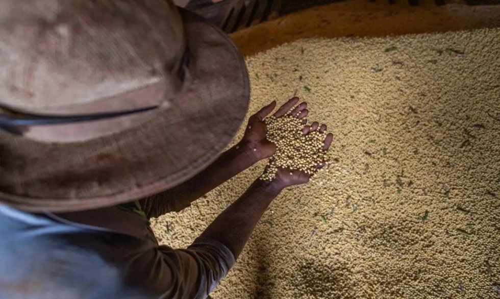 Produtores rurais de MS tem até 10 de janeiro para declarar área plantada de soja