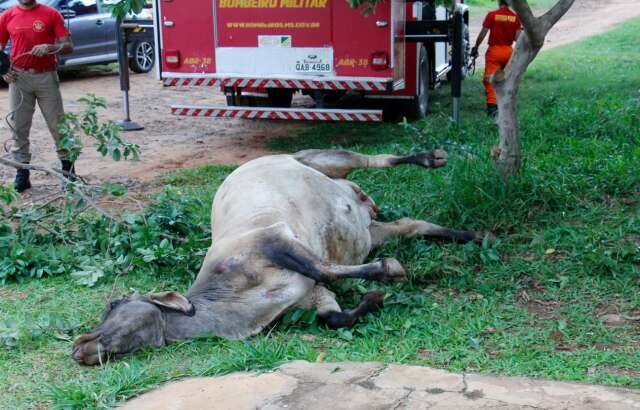 Vaca cai em fossa e morre antes de resgate