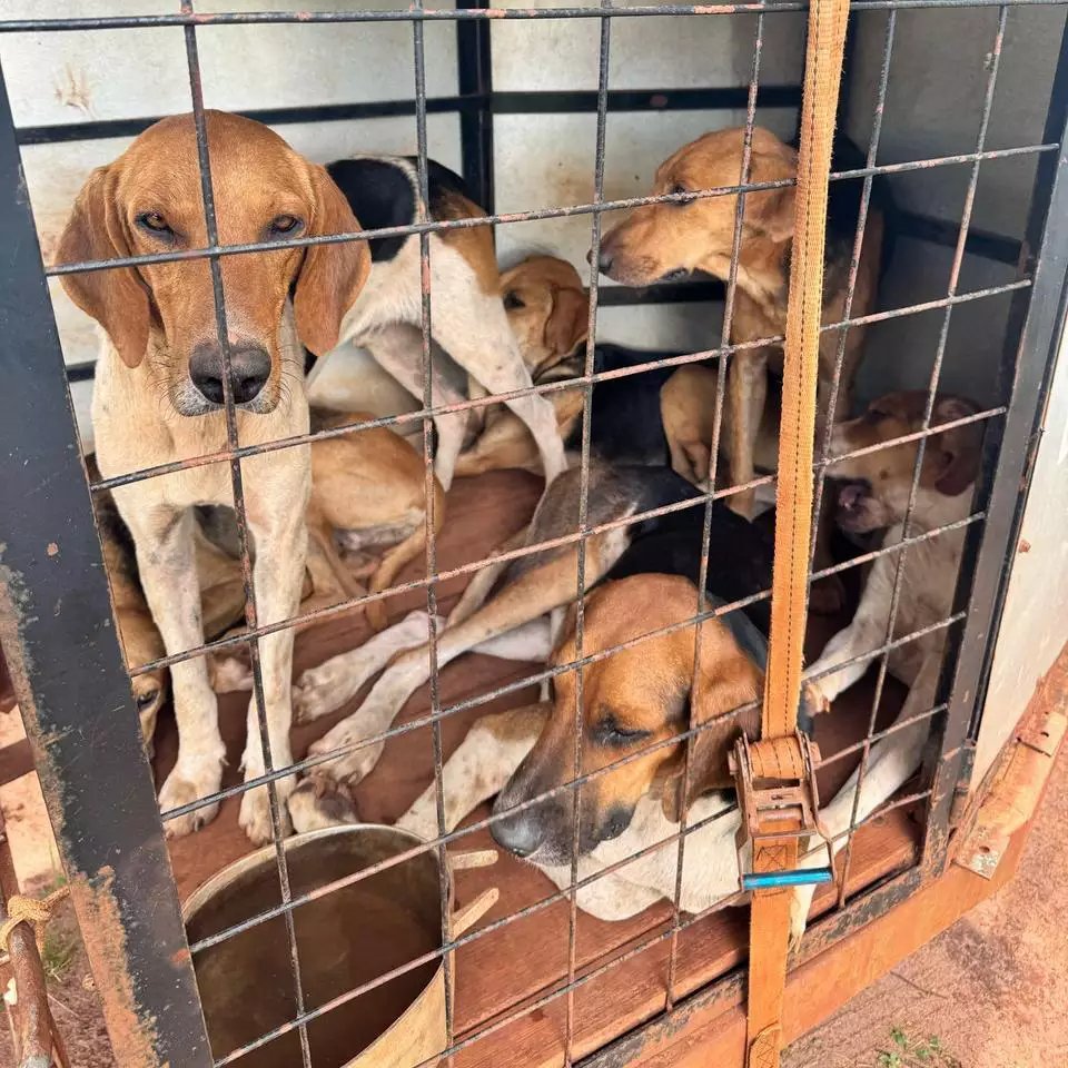 ANGÉLICA: Polícia Civil prende homem por maus-tratos contra cachorros