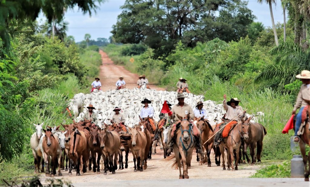 Produção agrícola de Mato Grosso do Sul deve chegar a 75,3 milhões de toneladas na safra 2024/25